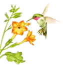 Humming Bird