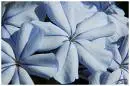 Blue Flowers