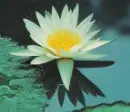 White Lily