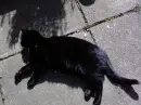the black cat