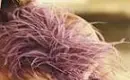 feathers
