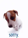 cute kawaii sorry puppy dog