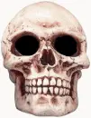 skull