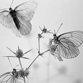 Grey Butterflies
