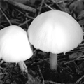 Hongos