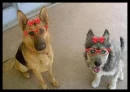 the most precious doggies