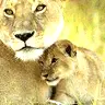 Lioness and Cub
