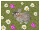 tia bunny