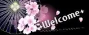 sakura flower
