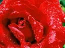 red rose