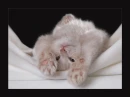 cute kitty