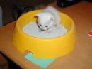 kitty n da litter