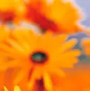 Pretty Flower