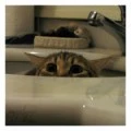 cute little kitten