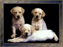 dogs