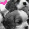 puppy avater made by dn-ox