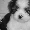 puppy avater made by dn-ox