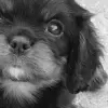 puppy avater made by dn-ox