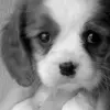 puppy avater made by dn-ox