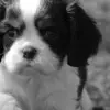 puppy avater made by dn-ox
