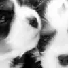 puppy avater made by dn-ox