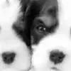 puppy avater made by dn-ox