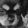 puppy avater made by dn-ox