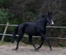 Stop Horse Slaughter