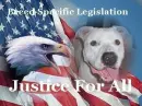 American Pitbull Terrier, Eagle and Flag