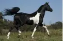 Why would you want to kill something so beautiful.