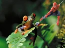 spiderman and the froggy