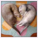 ferret heart