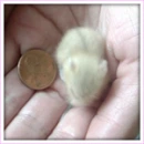 small mouse