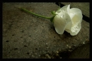 white rose