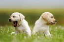 dogs