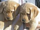 dogs