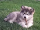 husky
