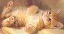 sweet cat
