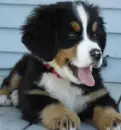cute dog
