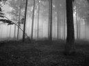 Foggy Forest