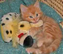 cute cat