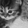 kitten madr by dn-ox