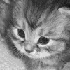 kitten madr by dn-ox