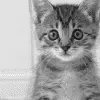 kitten madr by dn-ox