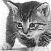 kitten madr by dn-ox