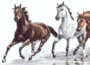 horse of color