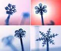 Snowflakes