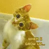 I Shall Be a Lion!