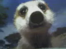 Meerkat