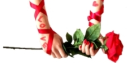 holding rose